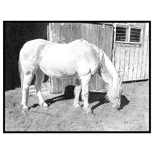 Brie Outside the Barn