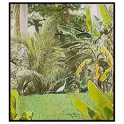 Kimmy's Yard
