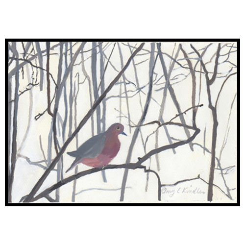 Mourning Dove